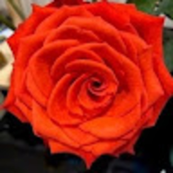 cheeky_rose